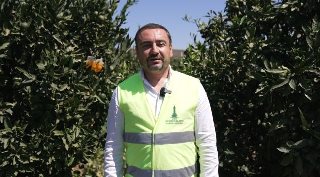 Büyükşehir'den üreticiye Akdeniz meyve sineği ile mücadele desteği