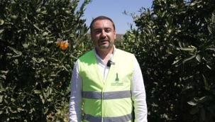 Büyükşehir'den üreticiye Akdeniz meyve sineği ile mücadele desteği
