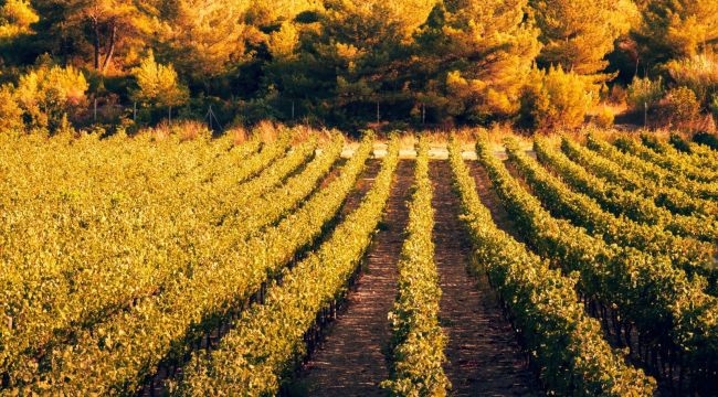 İzmir bağcılık mirasını koruyan Iter Vitis Rotası'na katıldı