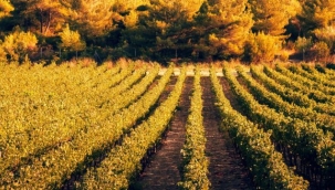 İzmir bağcılık mirasını koruyan Iter Vitis Rotası'na katıldı