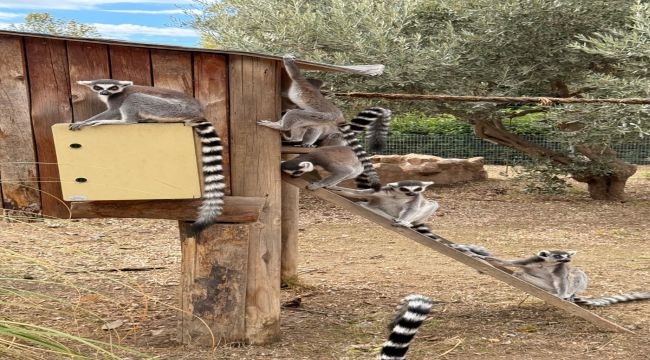 Tasarımcılar, hayvanların refahı için işbaşında!
