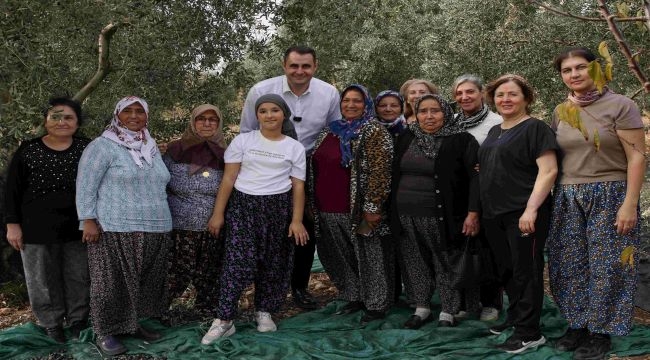 CHP İzmir İl Başkanı Çağatay Güç, Kemalpaşa'da Zeytin Hasadına Katıldı