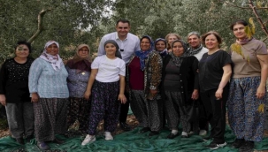 CHP İzmir İl Başkanı Çağatay Güç, Kemalpaşa'da Zeytin Hasadına Katıldı