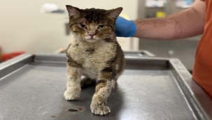 Çörekçi'nin Emanetlerine Büyükşehir Sahip Çıktı