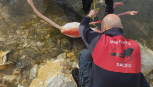Flamingoya hayat veren kurtarma operasyonu