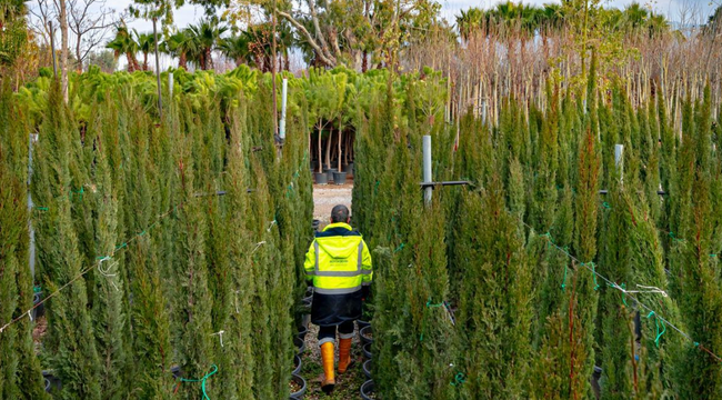 İzmir'in renkleri Büyükşehir fidanlıklarında filizleniyor