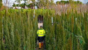 İzmir'in renkleri Büyükşehir fidanlıklarında filizleniyor