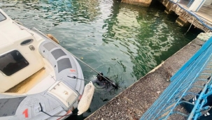 İzmir İtfaiyesi, iskele altında sıkışan kediyi kurtardı