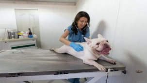 Tek Sağlık yaklaşımıyla İzmir'de hayvan refahı artıyor