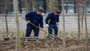 Betonun arasından orman çıktı